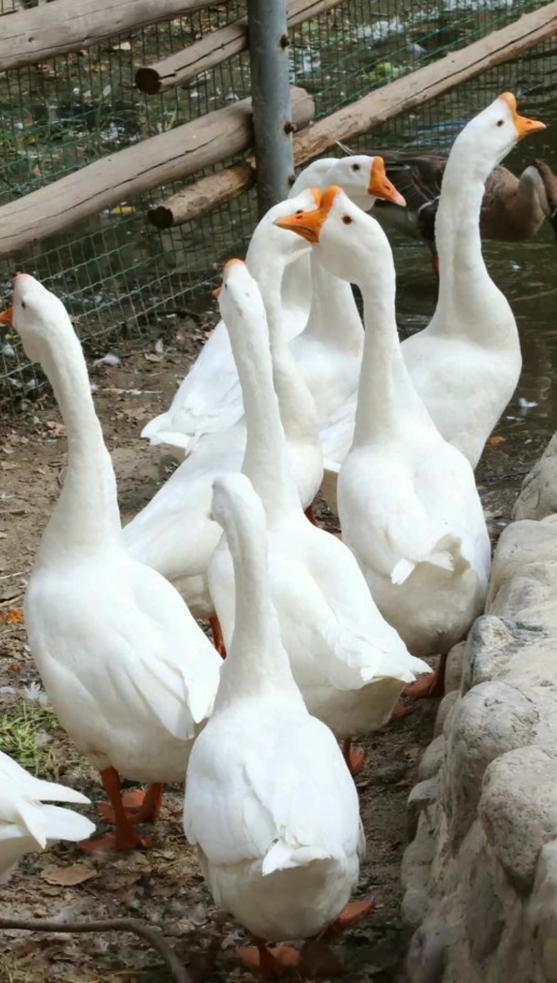 经典东北名菜 铁锅炖大鹅