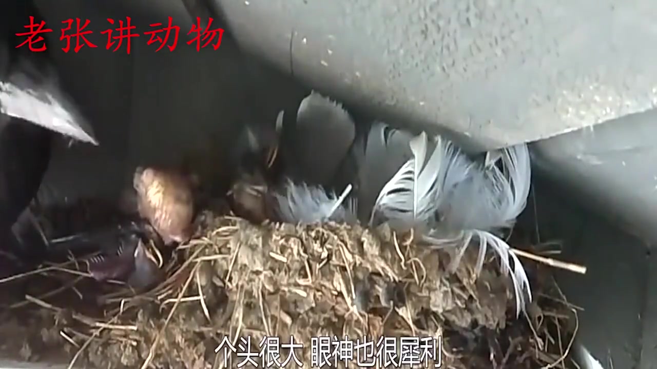 燕子幼仔无故死亡是何原因？