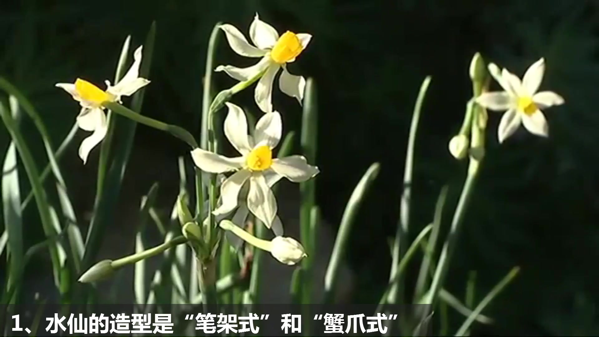 水仙花什么季节开花