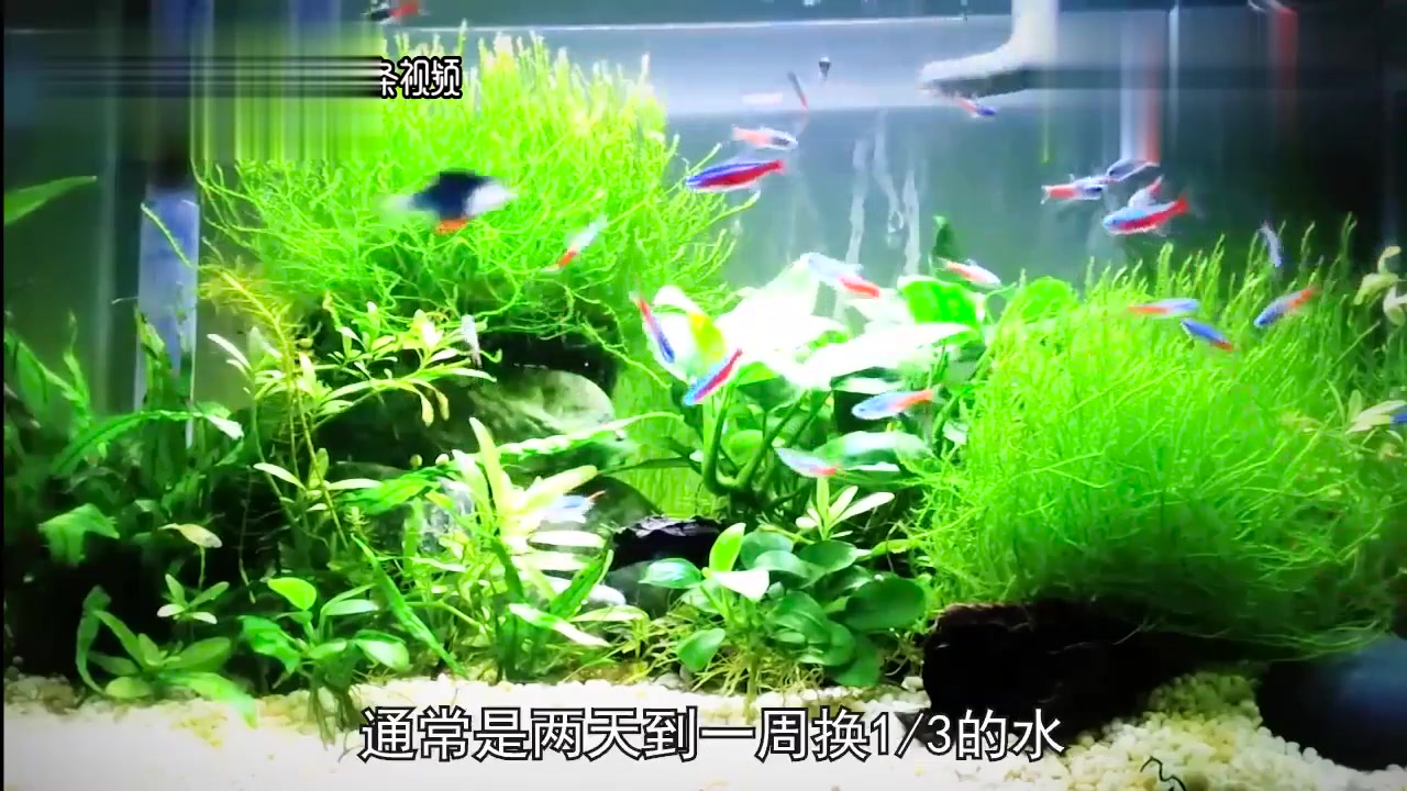 如何去除水中绿藻