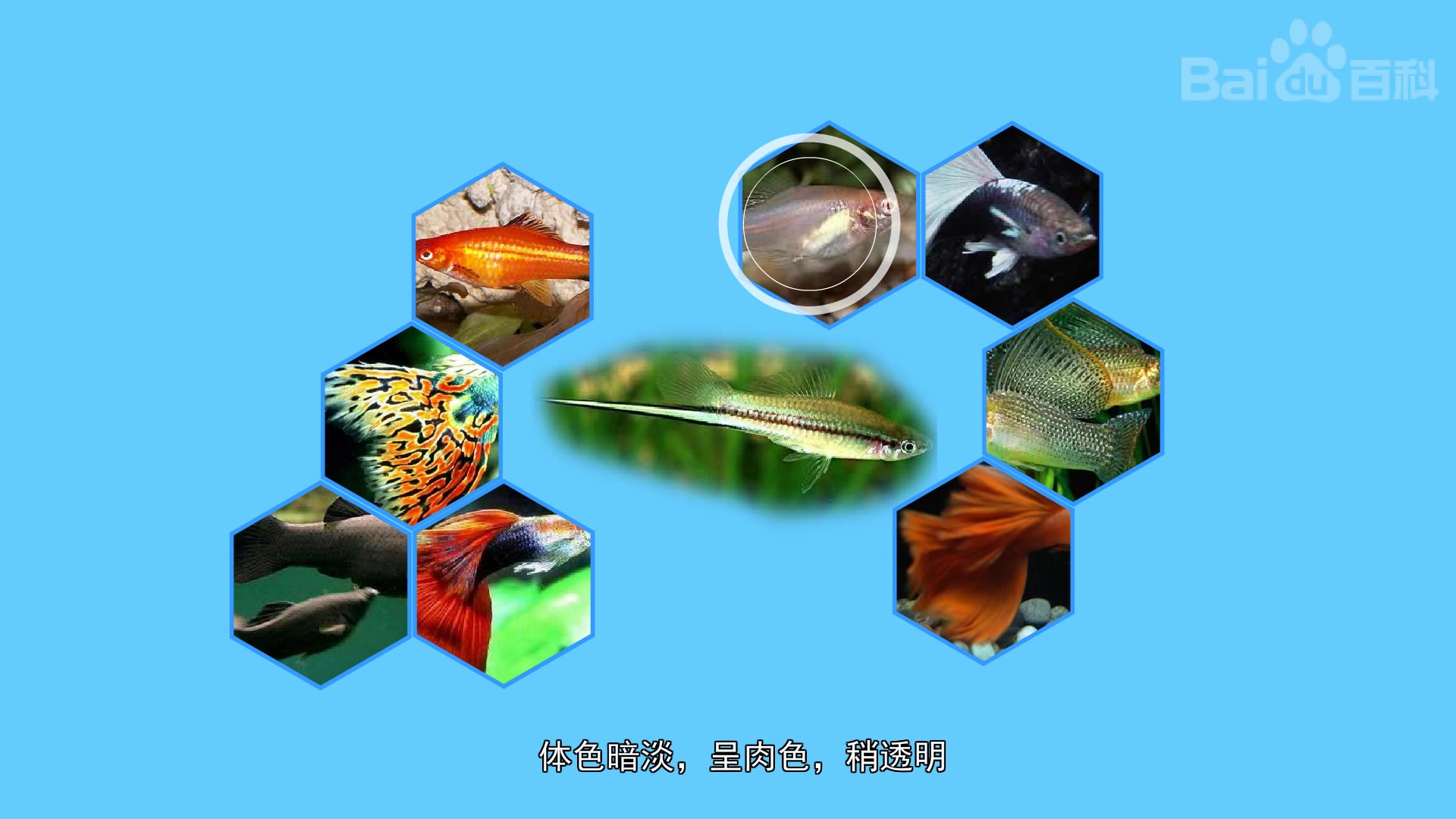 卵胎生鱼都有哪几种