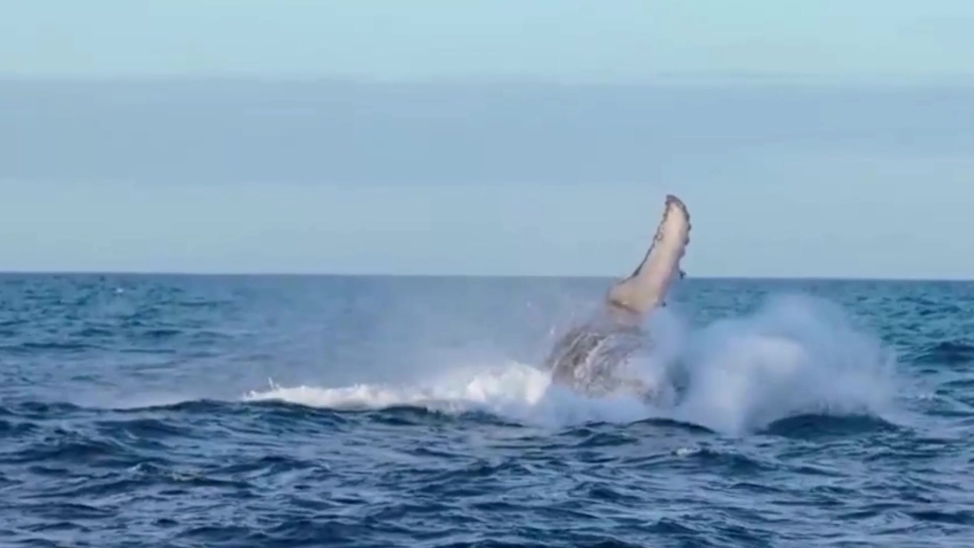 鲸是世界上最大的鱼，对吗？