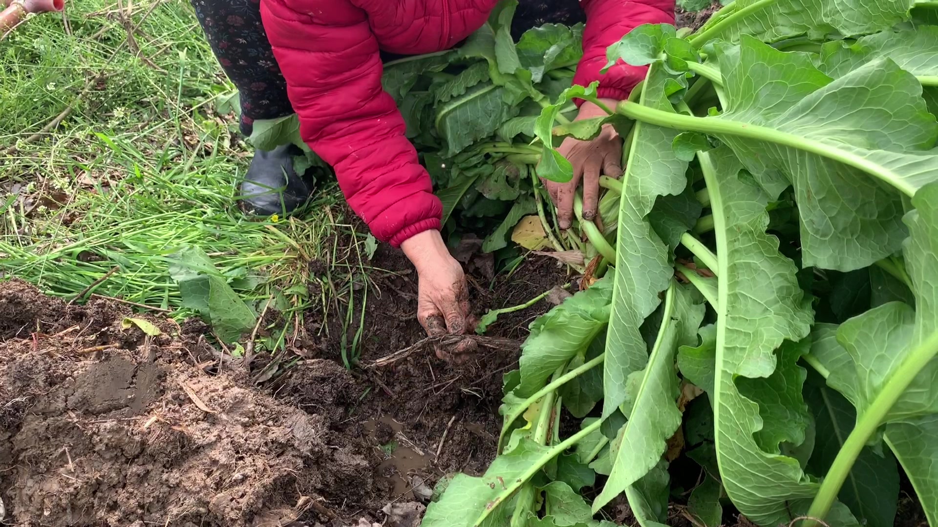 "野菠菜"为什么叫金不换?原因竟是它的根,大妈挖出来给大家看