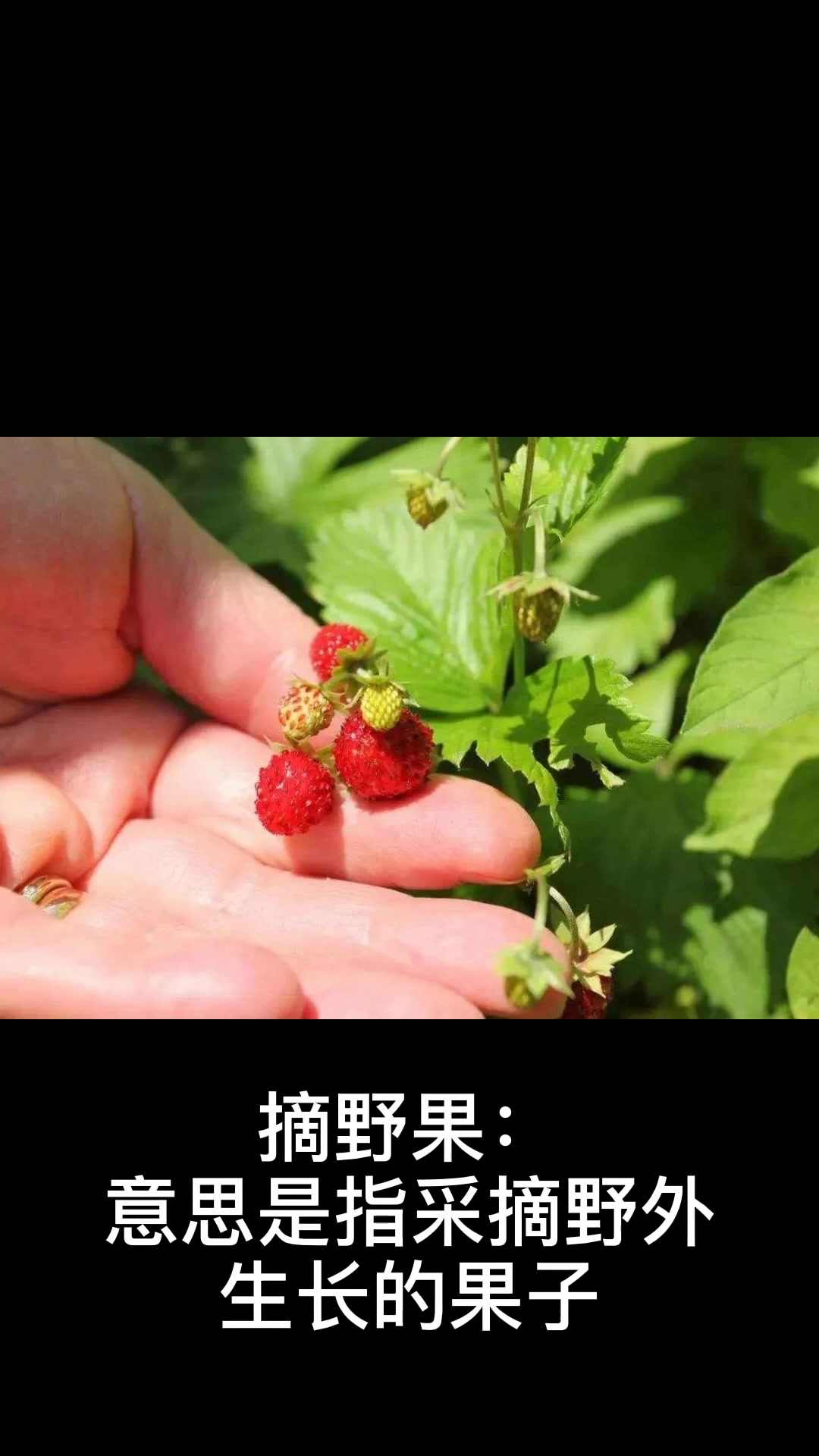 摘野果的拼音怎么读