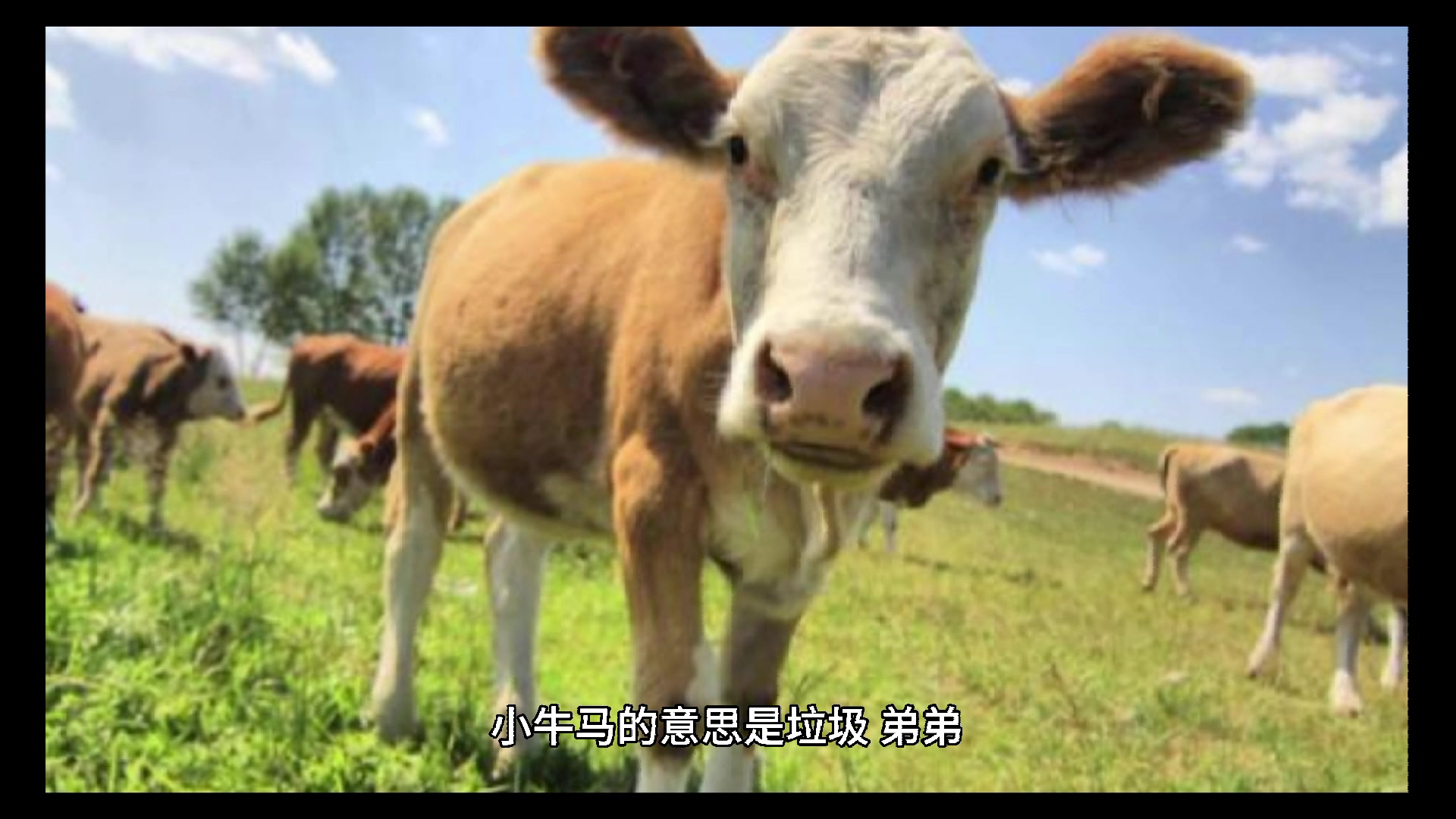 男生叫女生小牛马是什么意思