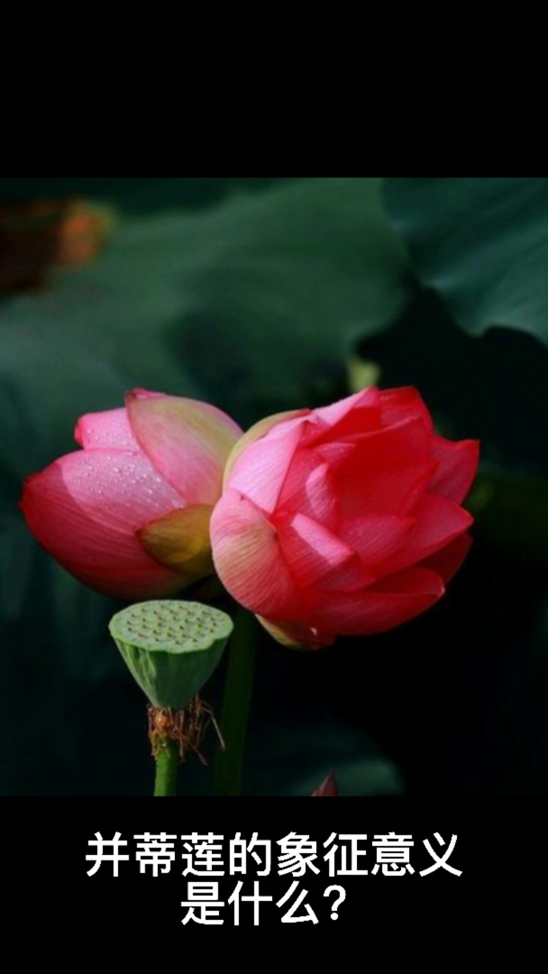 并蒂莲的象征意义(并蒂莲的象征意义是什么生肖)