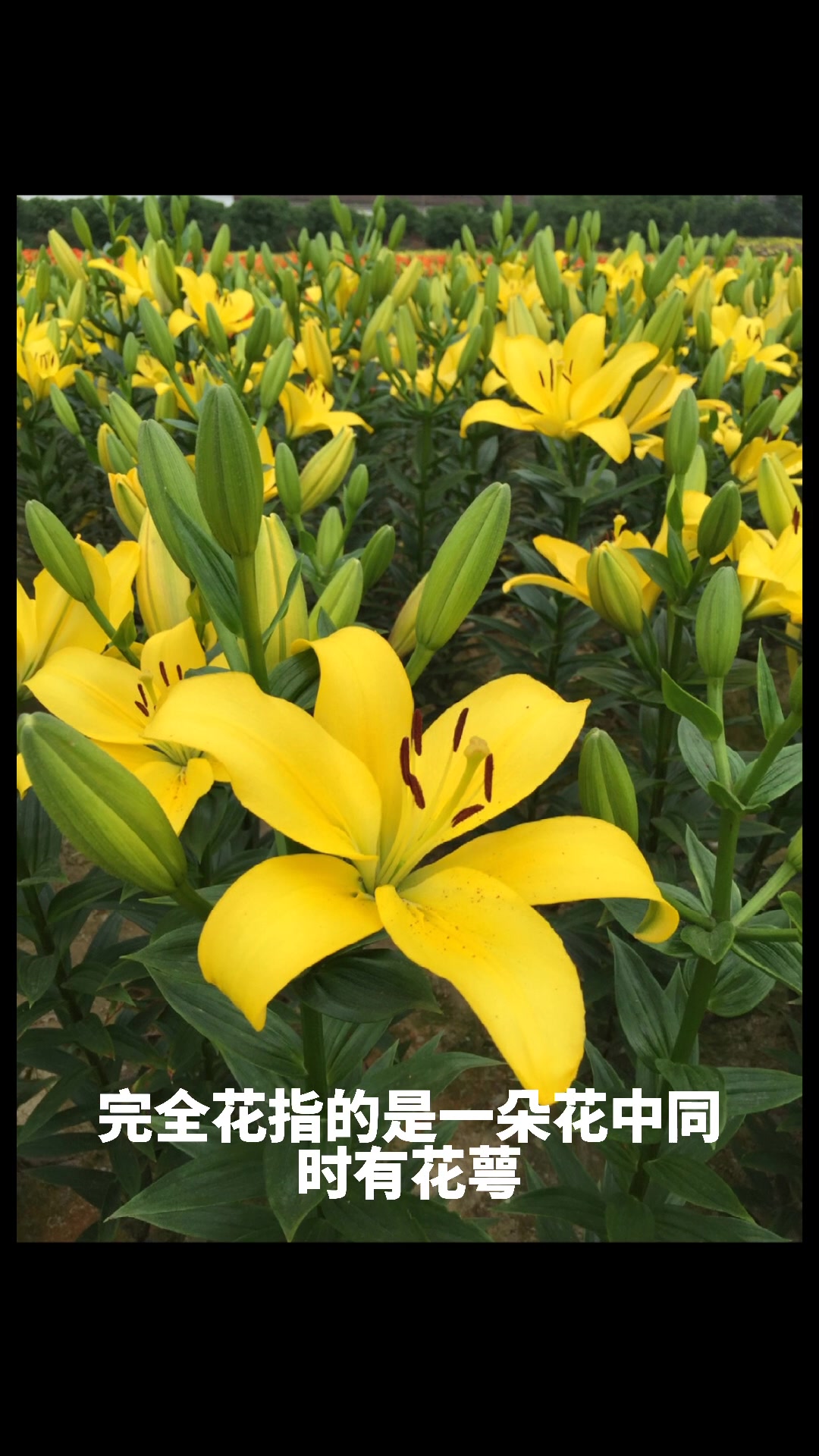 百合花是完全花还是不完全花