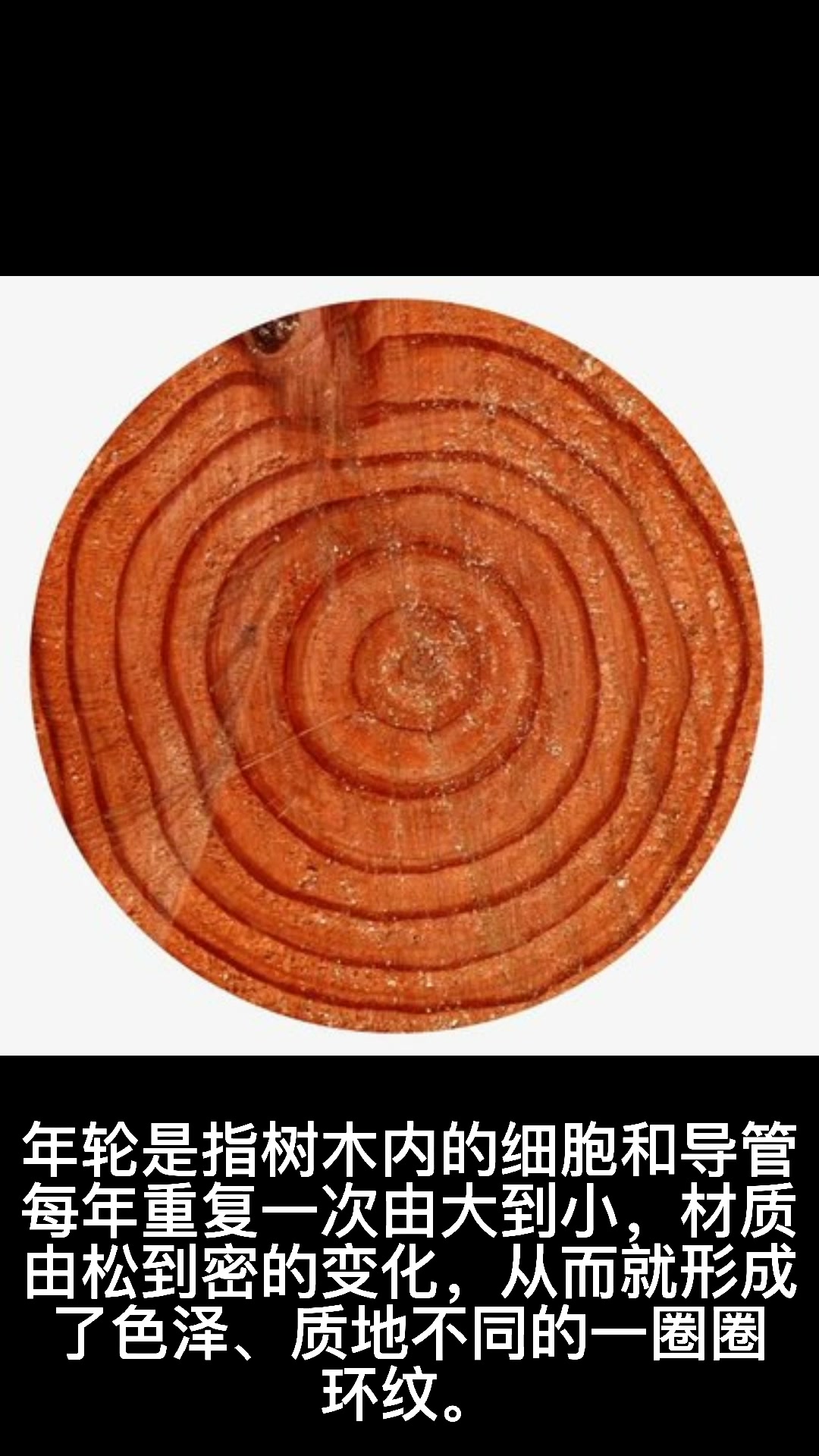 年轮是什么意思啊