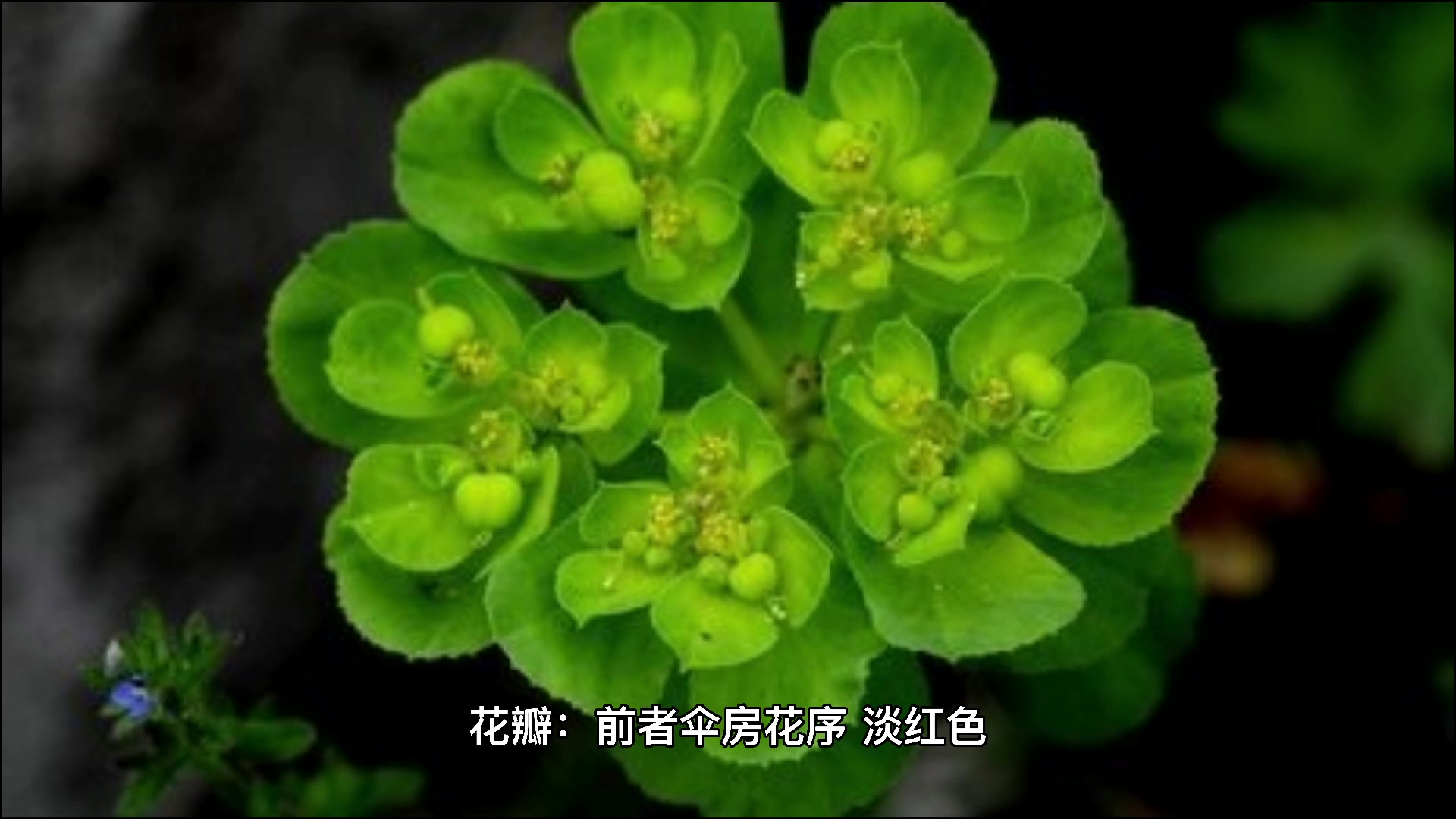 麦蓝菜和满天星的区别?