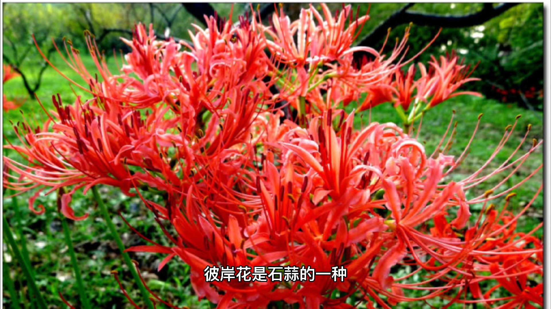 石蒜和彼岸花的区别是什么