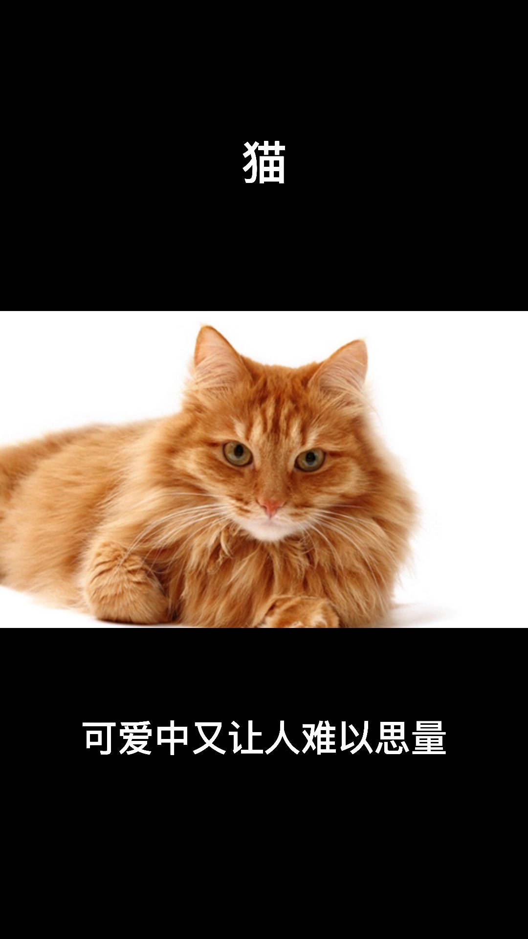 找到了一首描写猫的现代诗.