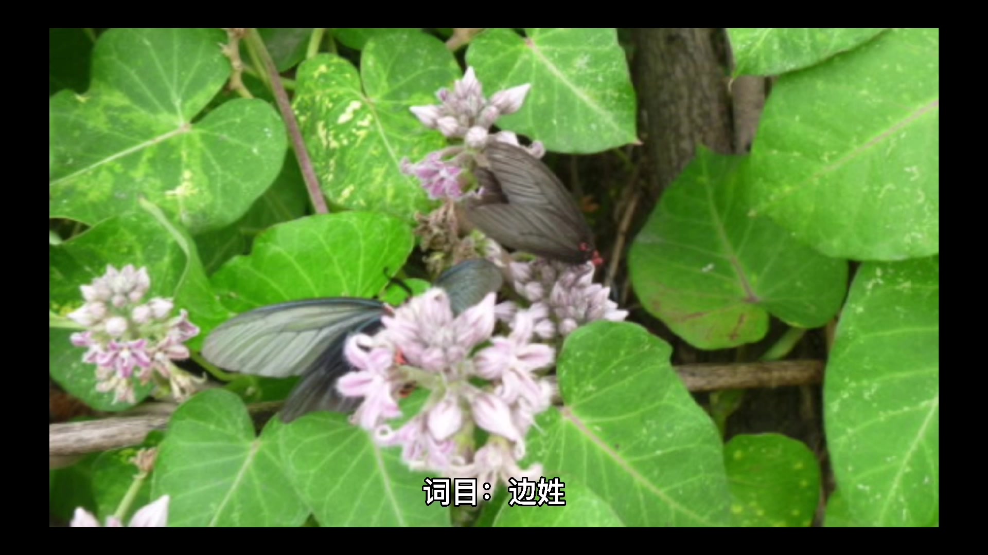 边姓氏怎么读的?