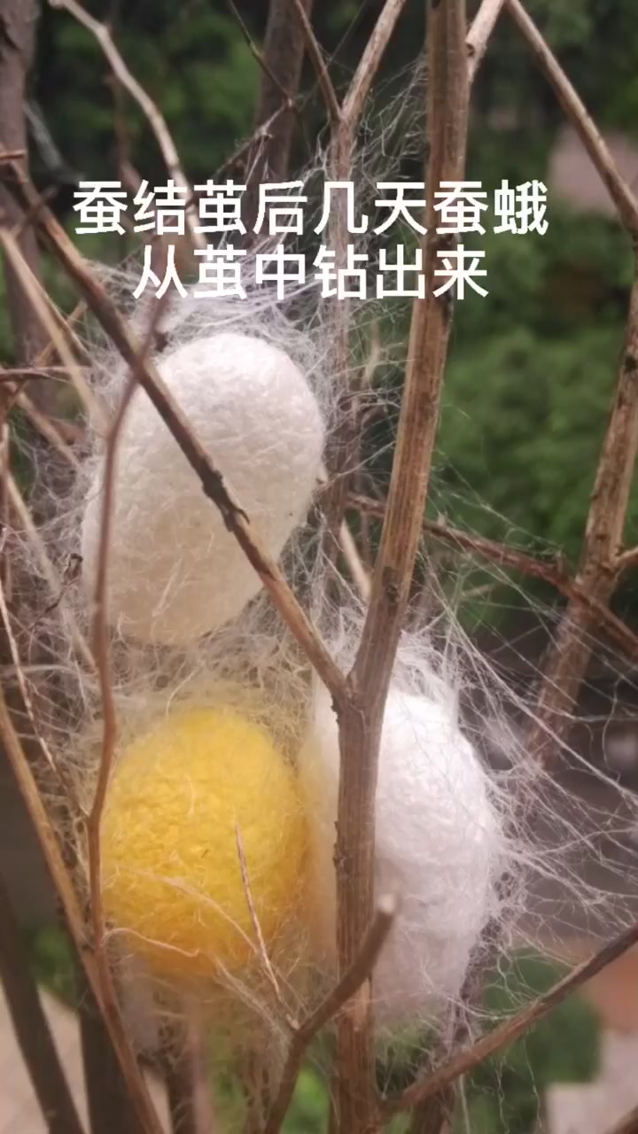蚕结茧后几天蚕蛾从茧中钻出来