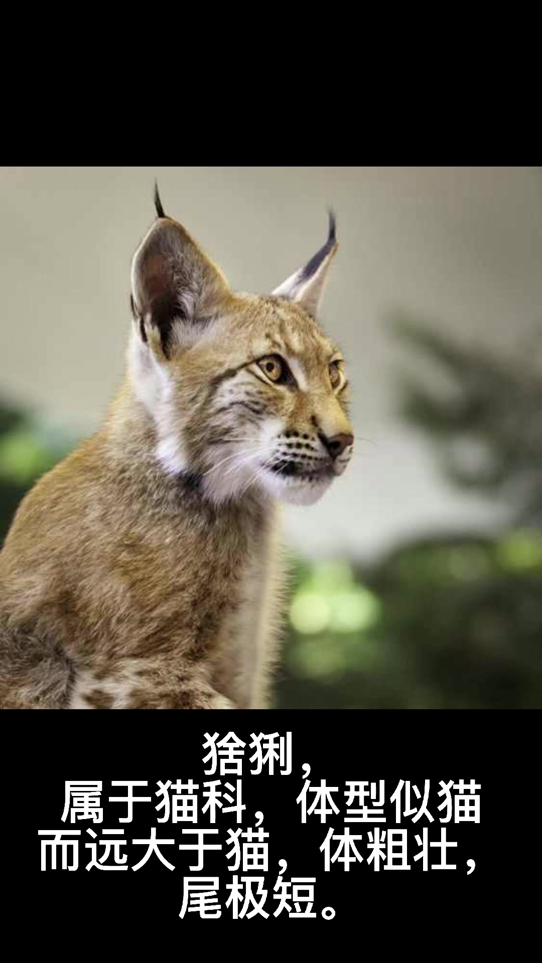 猞猁的拼音怎么读