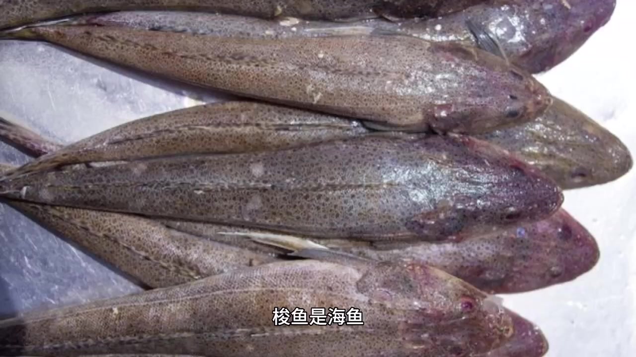 我来告诉你梭鱼是淡水鱼还是海鱼