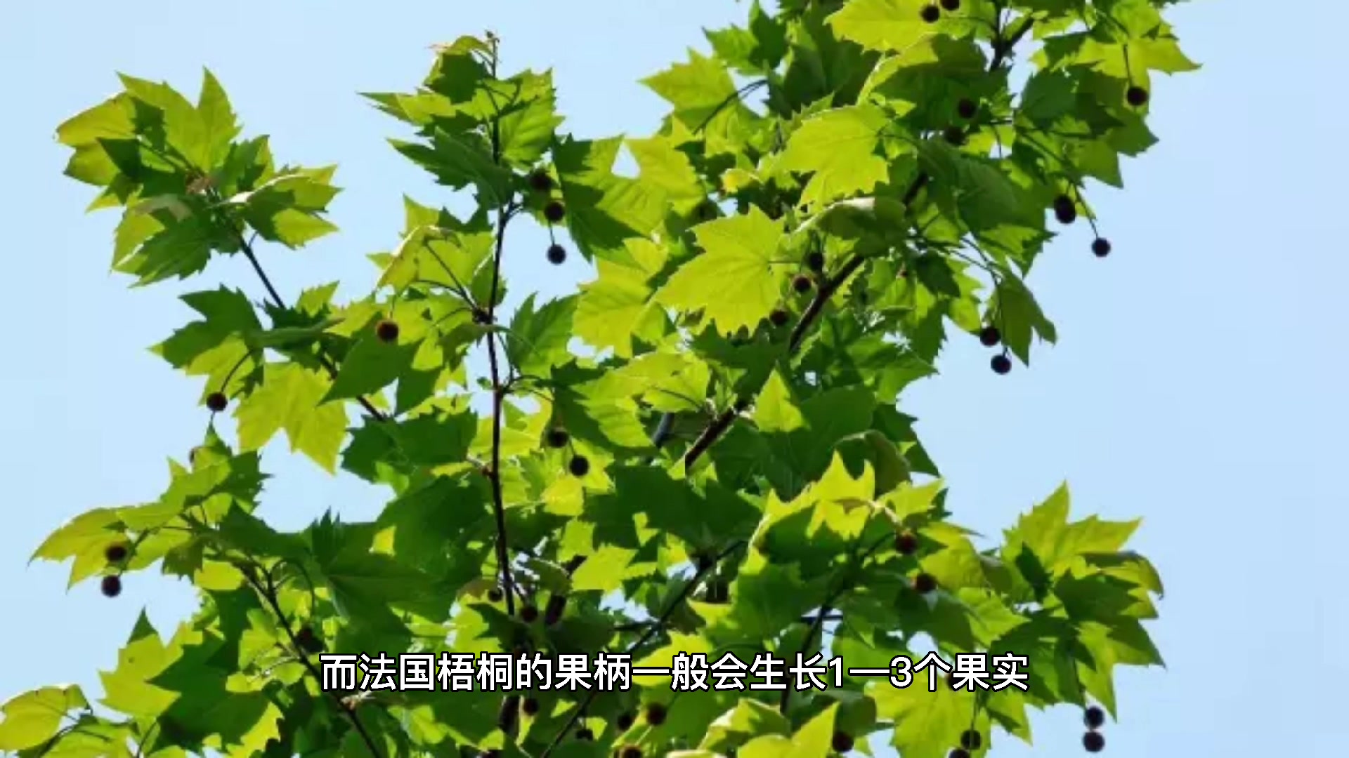 我来告诉你二球悬铃木和法国梧桐有什么区别