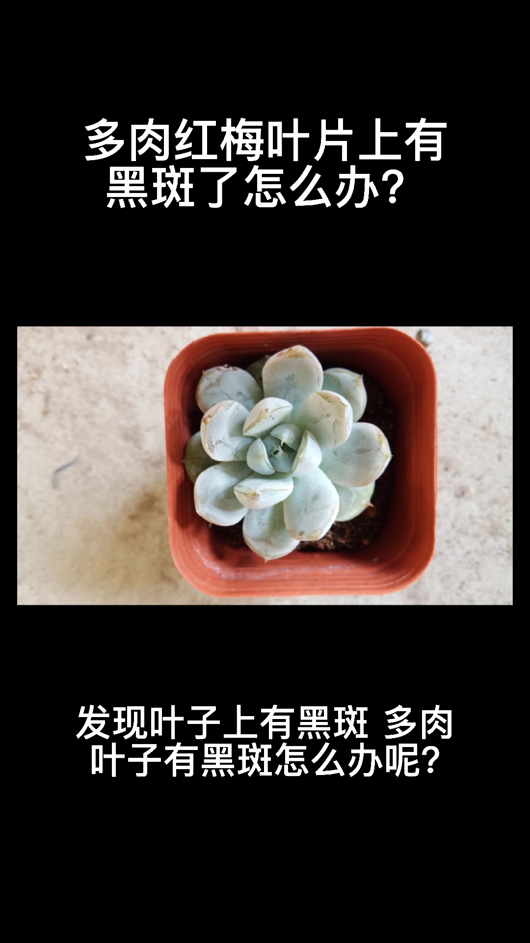 多肉红梅叶片上有黑斑了怎么办?