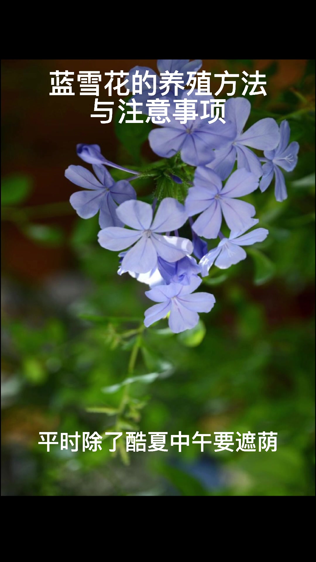 蓝雪花的养殖方法与注意事项