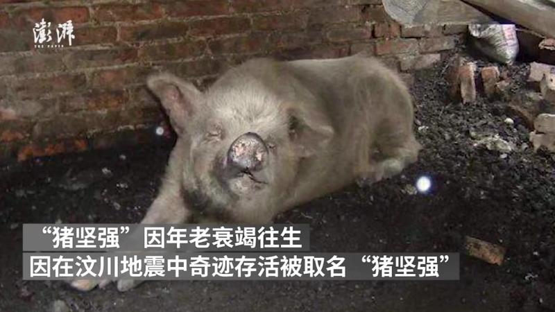【两分钟回顾猪坚强的一生丨从废墟幸存到安家博物馆】2008年5月12日,汶川地震中“猪坚强”被掩埋地下36天奇迹存活,2021年6月16日年老 ...