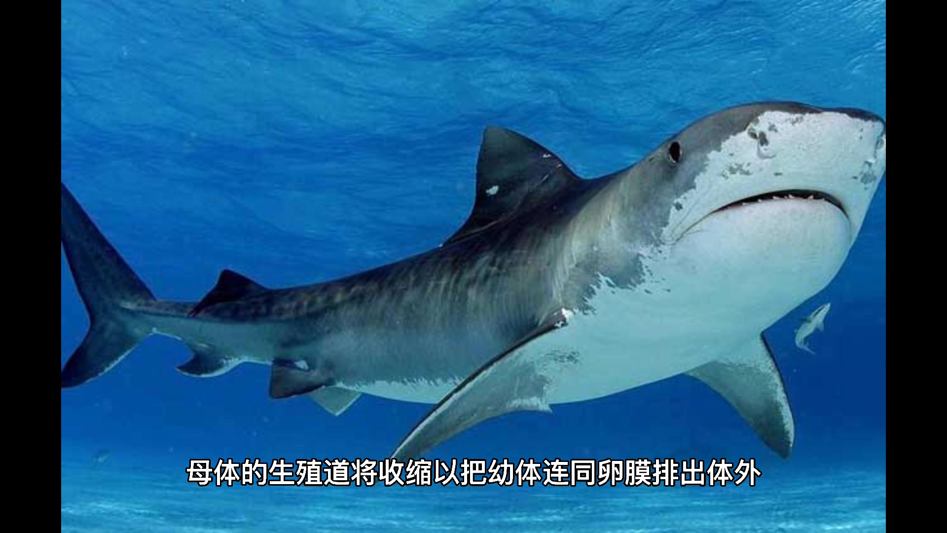 鲨鱼是胎生还是卵生?