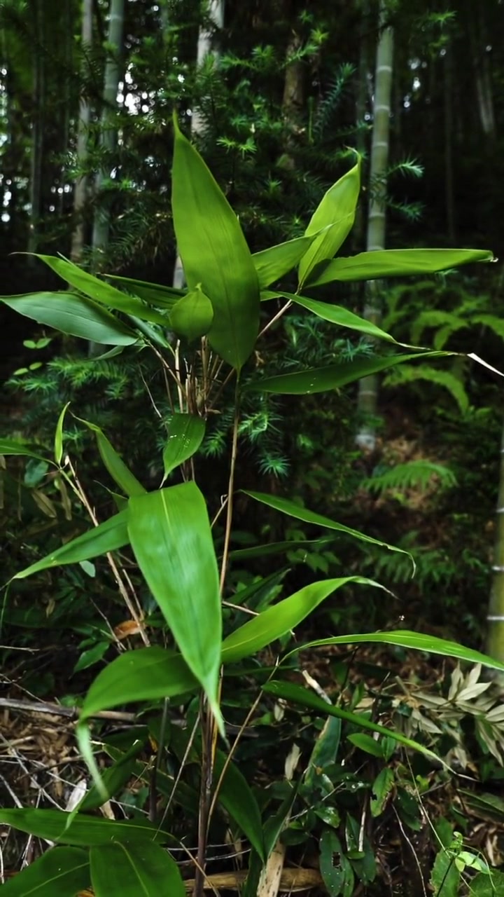 包粽子的叶子是什么树的叶子