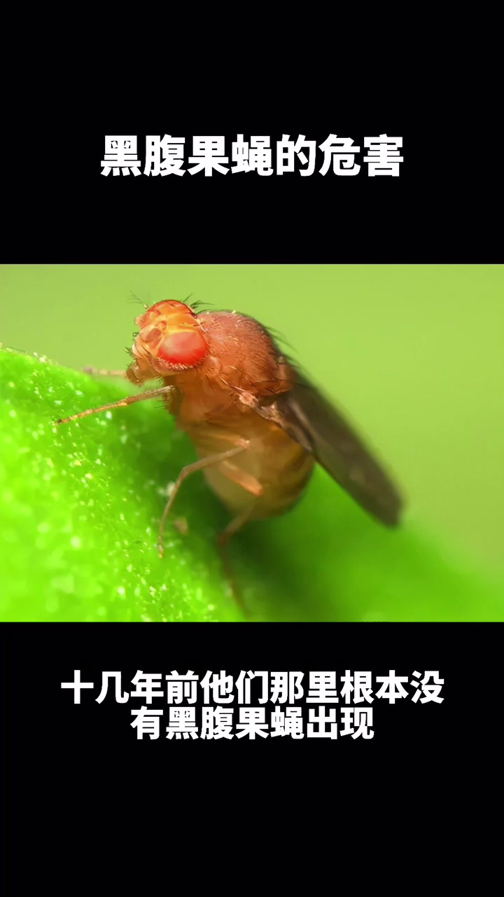 黑腹果蝇的危害?