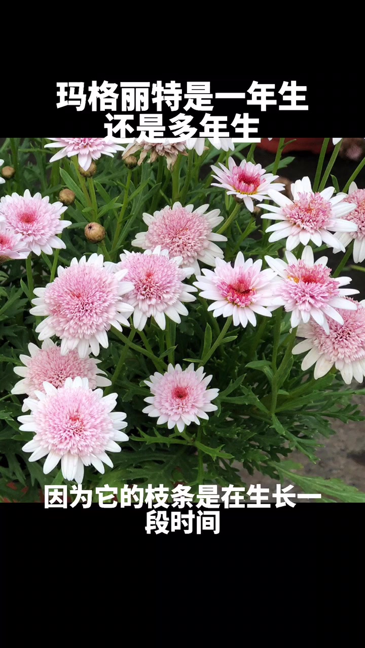 玛格丽特是一年生还是多年生