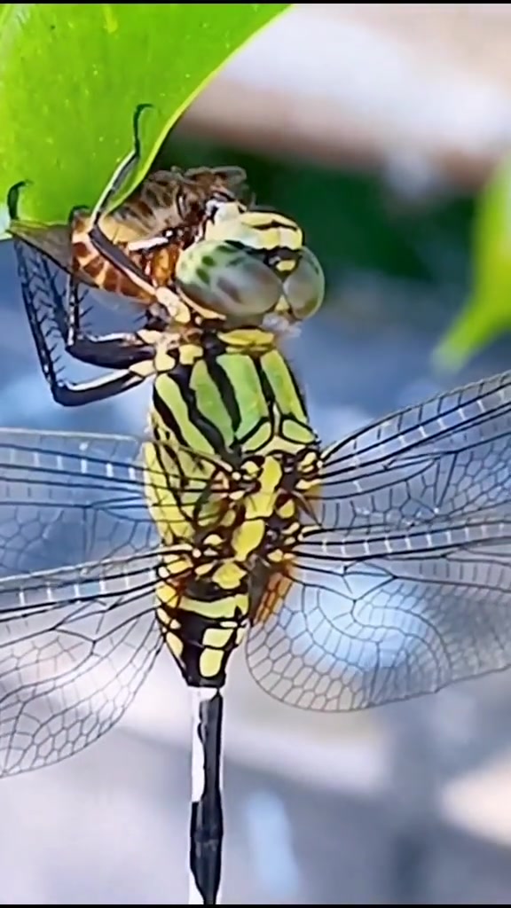 让我们一起来看下蜻蜓吃什么