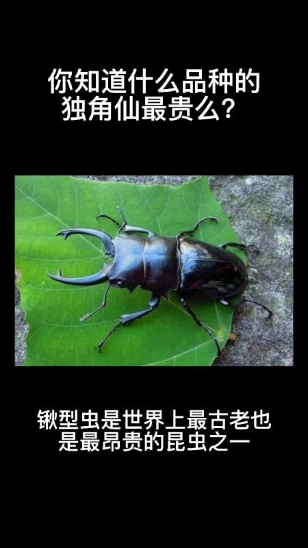 你知道什么品种的独角仙最贵吗?