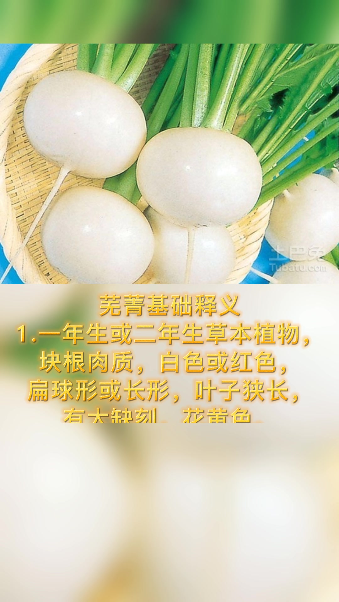 芜菁怎么读一起来学习一下吧