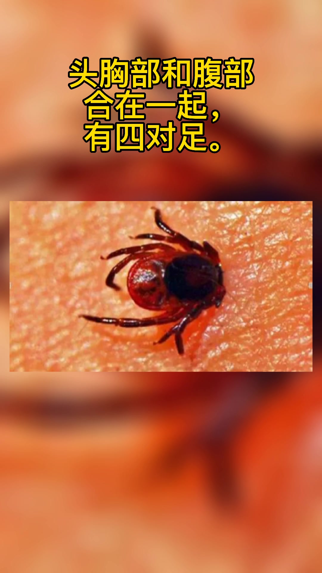 虫字旁加卑怎么读?