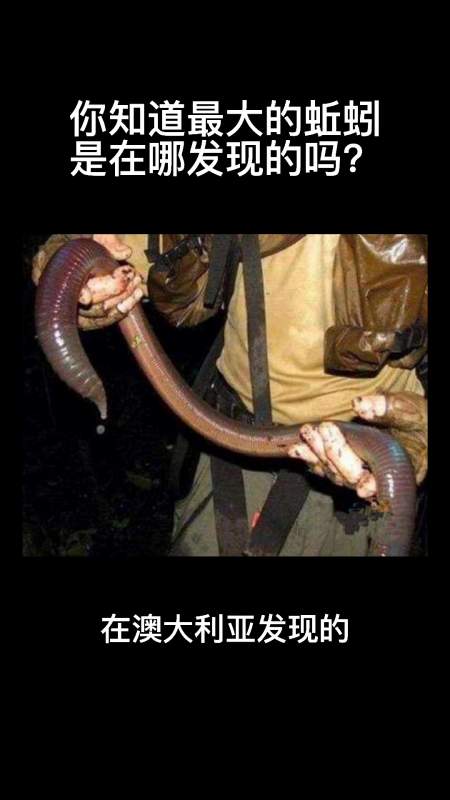 你知道最大的蚯蚓是在哪发现的吗?