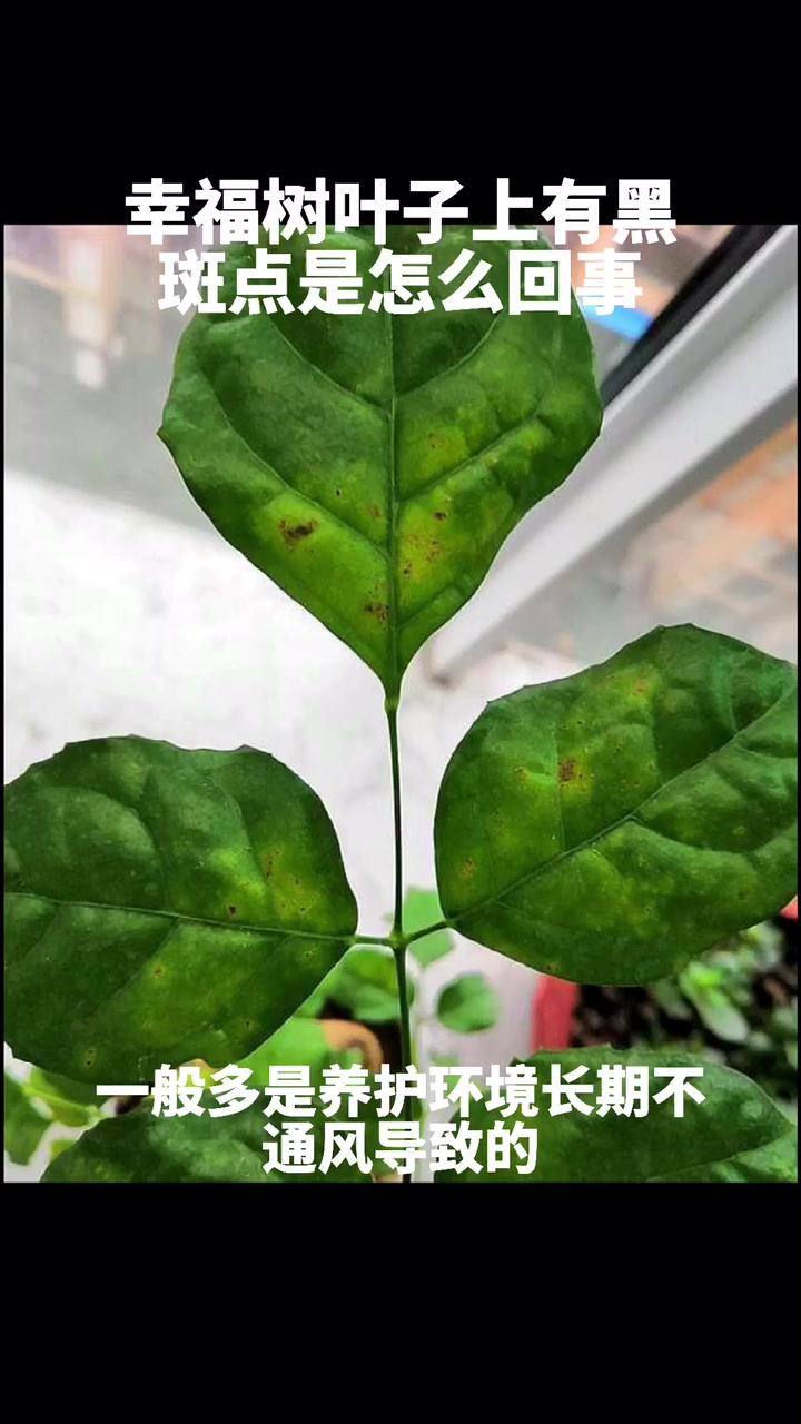 幸福树叶子上有黑斑点是怎么回事