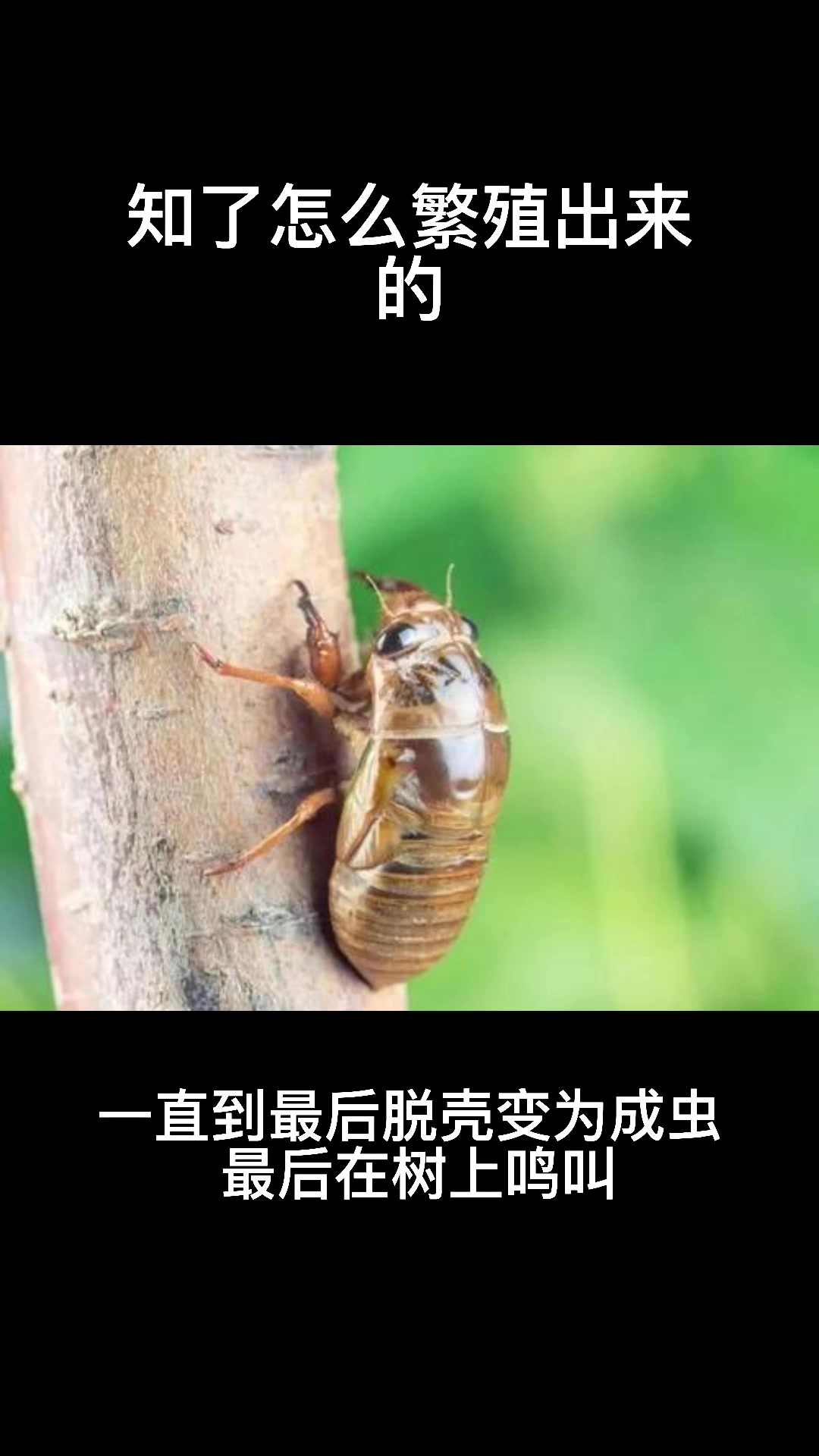 知了怎么繁殖出来的
