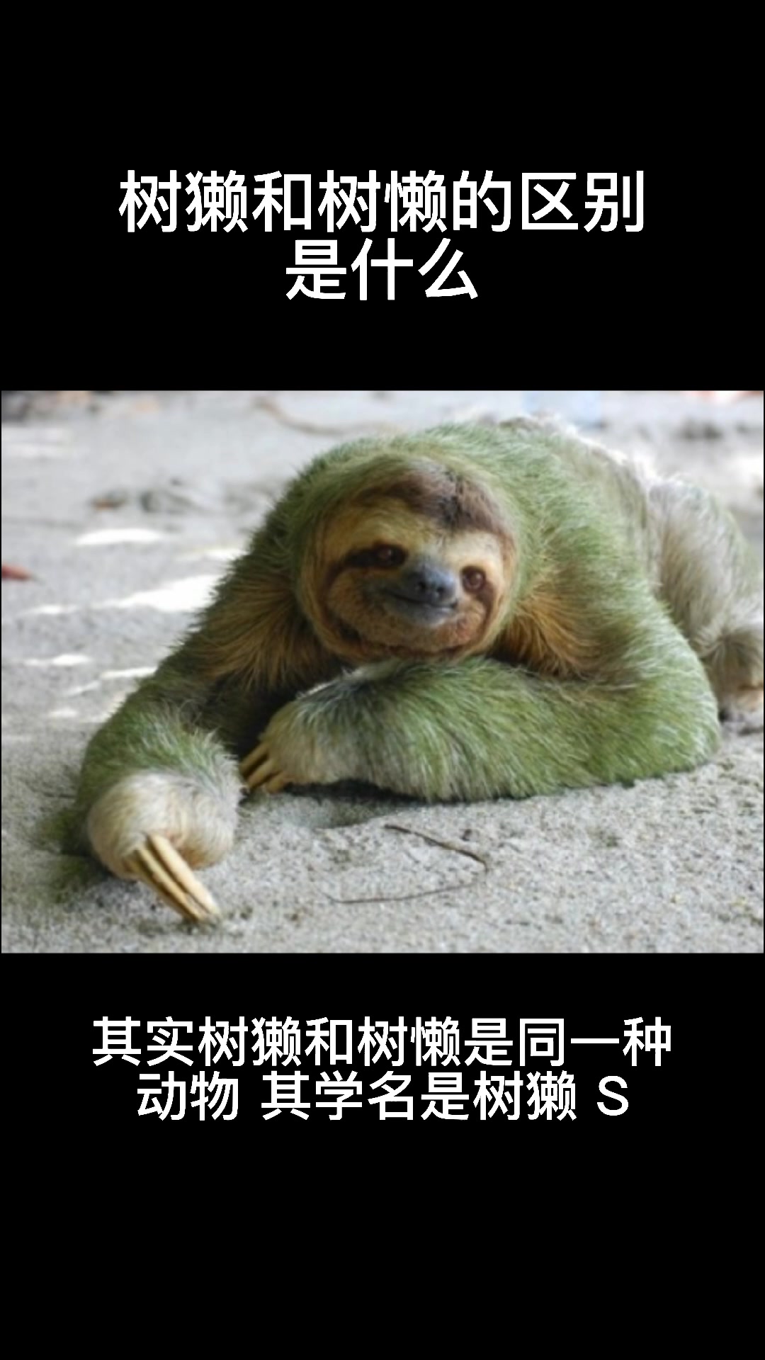 树獭和树懒的区别是什么?