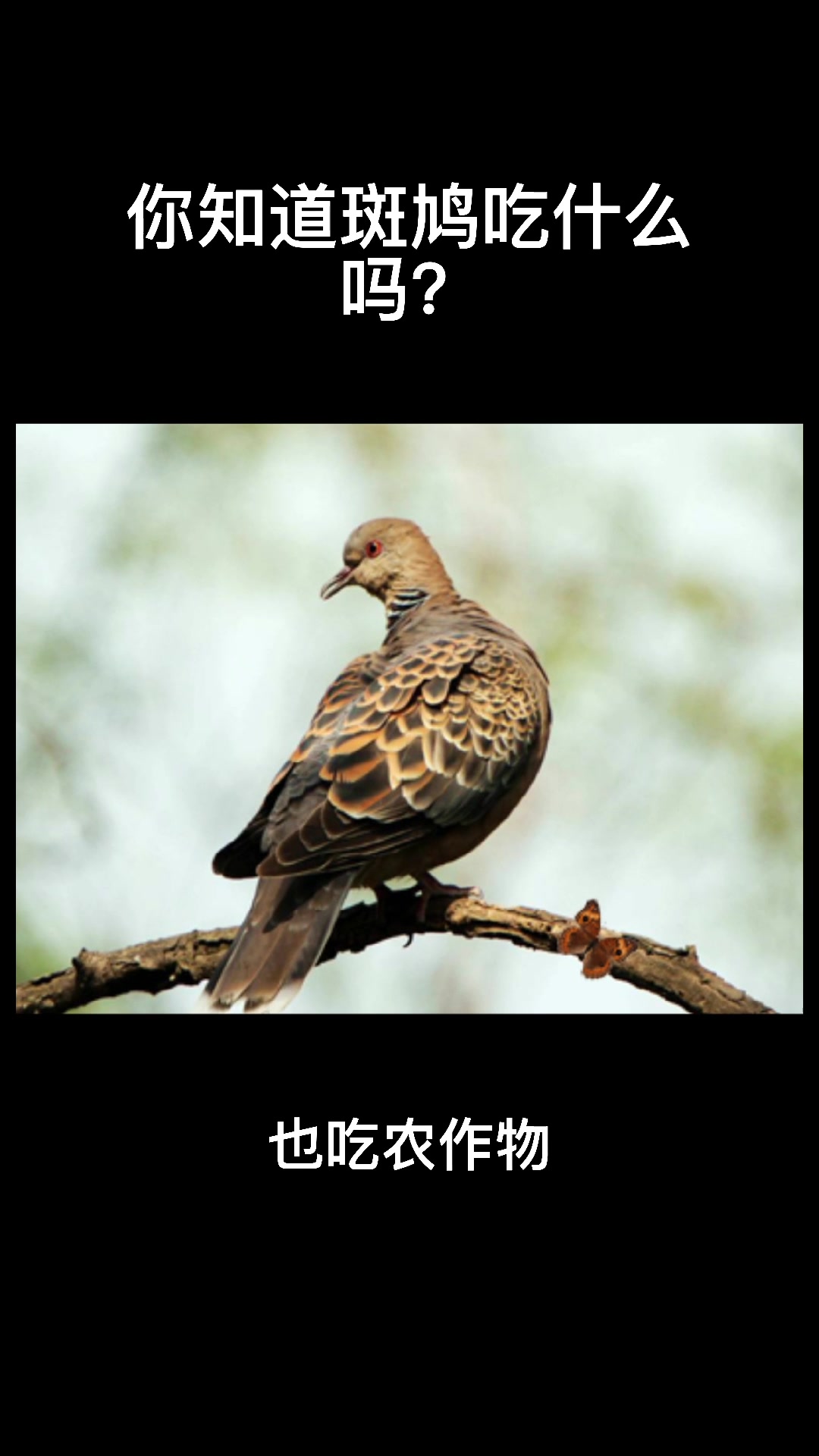 你知道斑鸠吃什么吗?