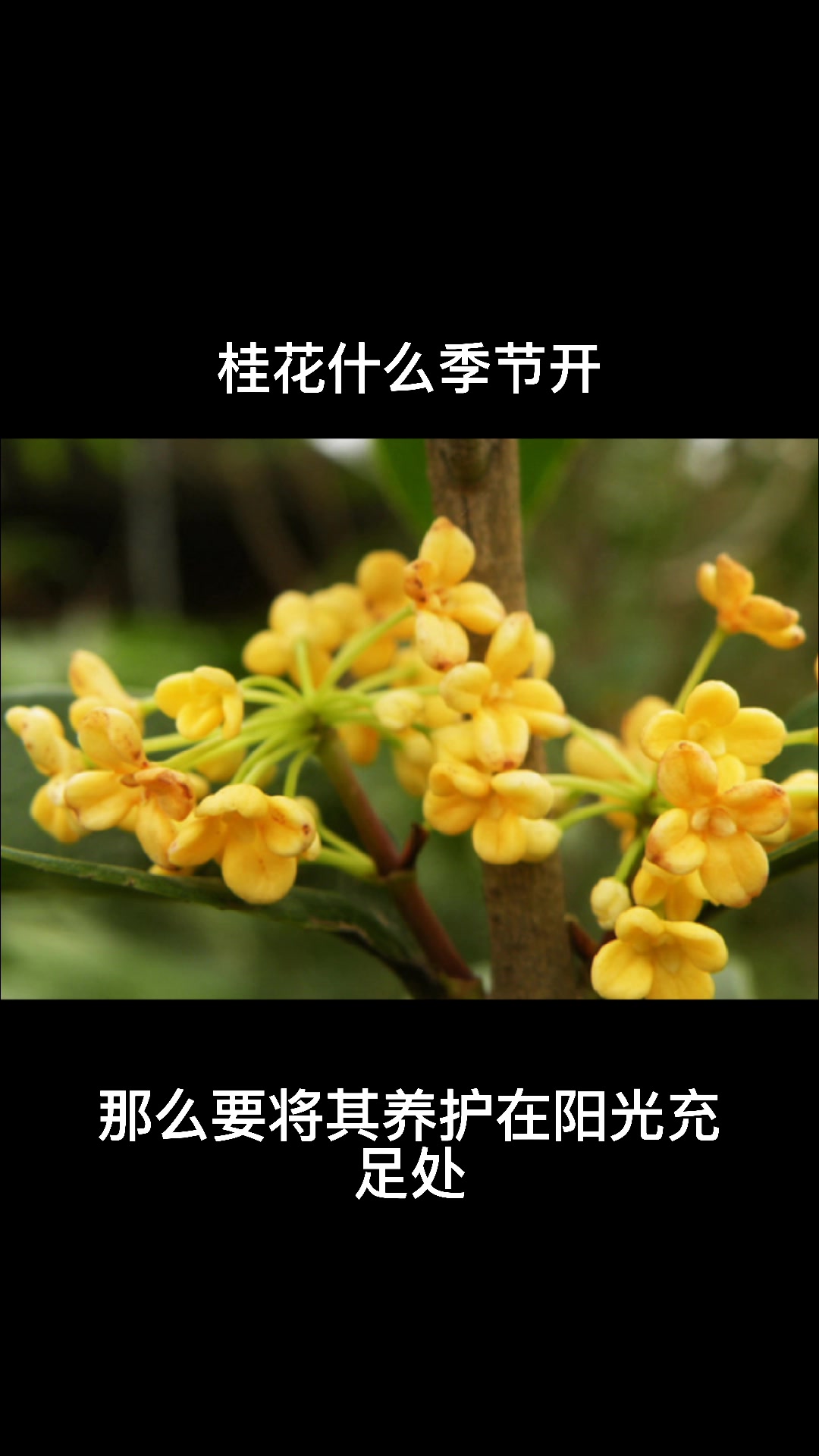 桂花什么季节开
