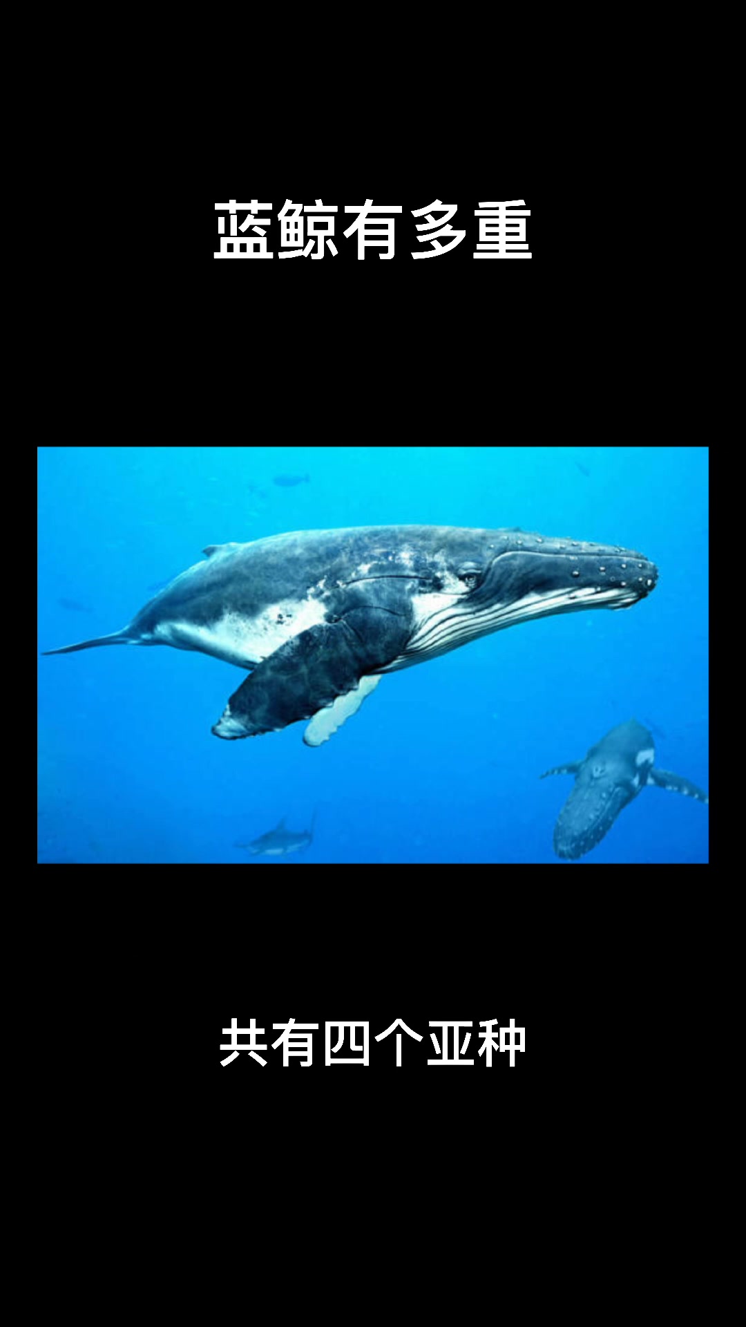 你知道蓝鲸有多重吗?