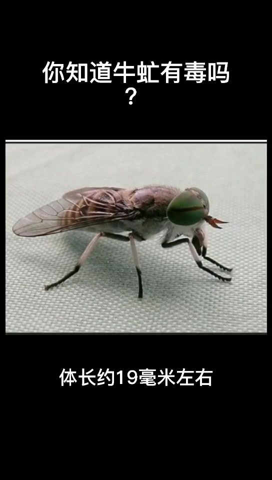 你知道牛虻有毒吗?