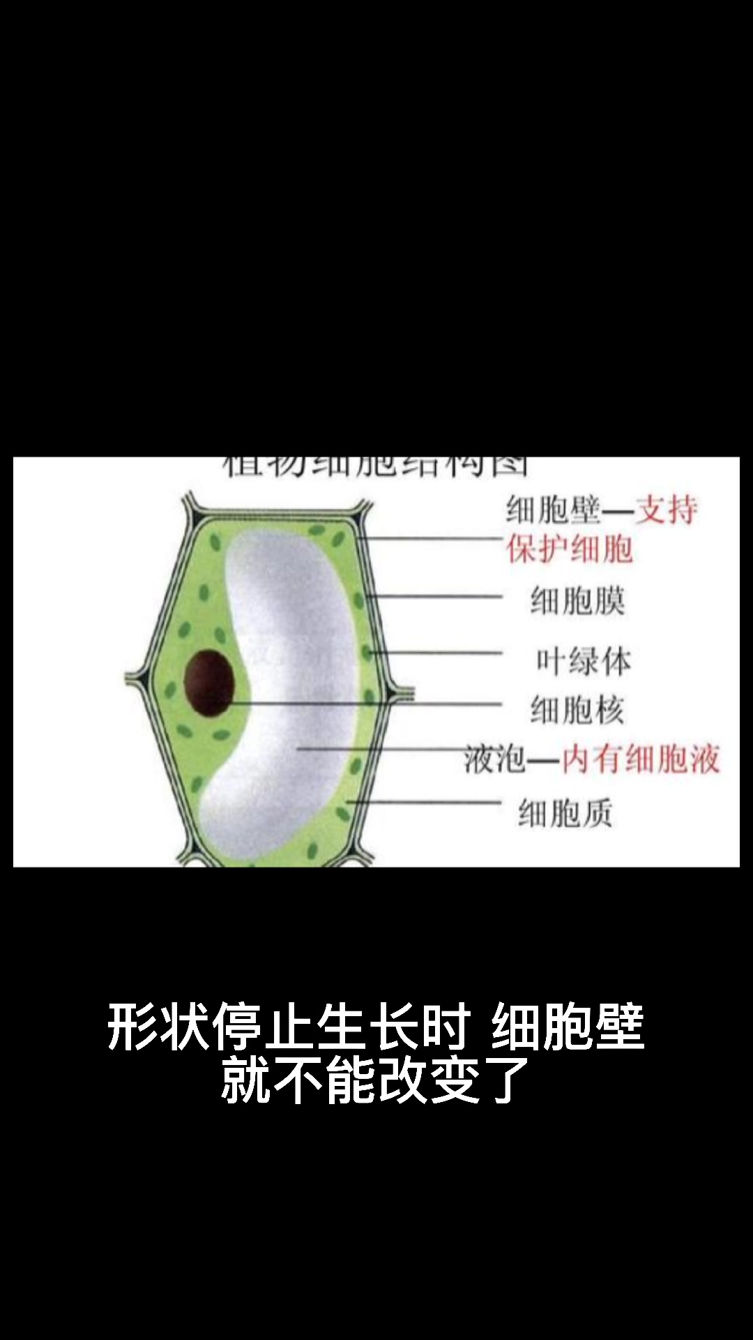 细胞生长时细胞壁表现一定是什么性