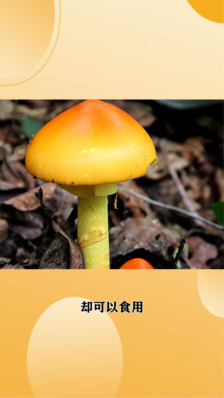 黄罗伞菌可以吃吗