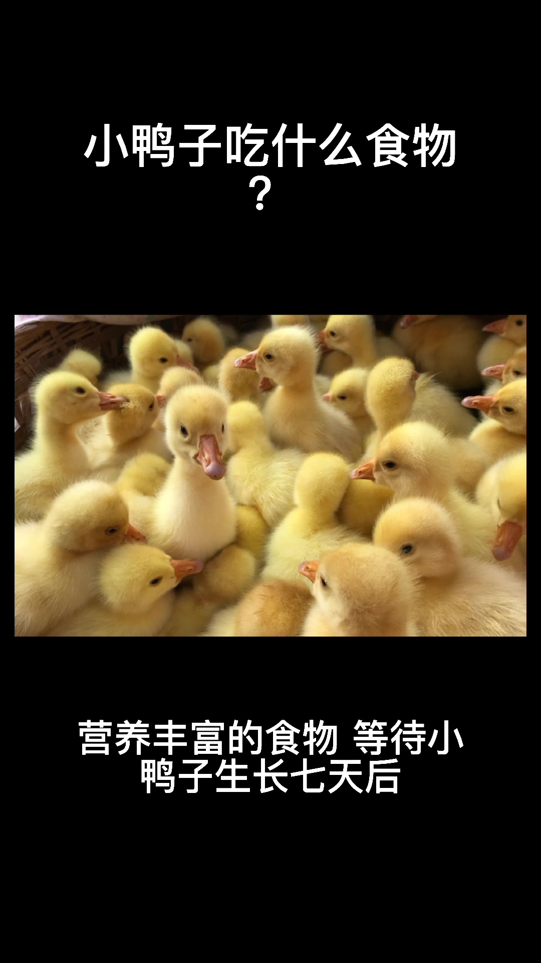 小鸭子吃什么食物?