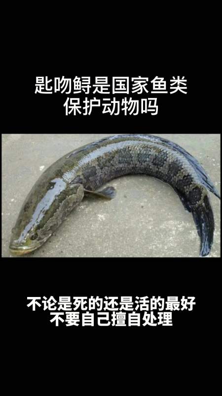 匙吻鲟是国家鱼类保护动物吗