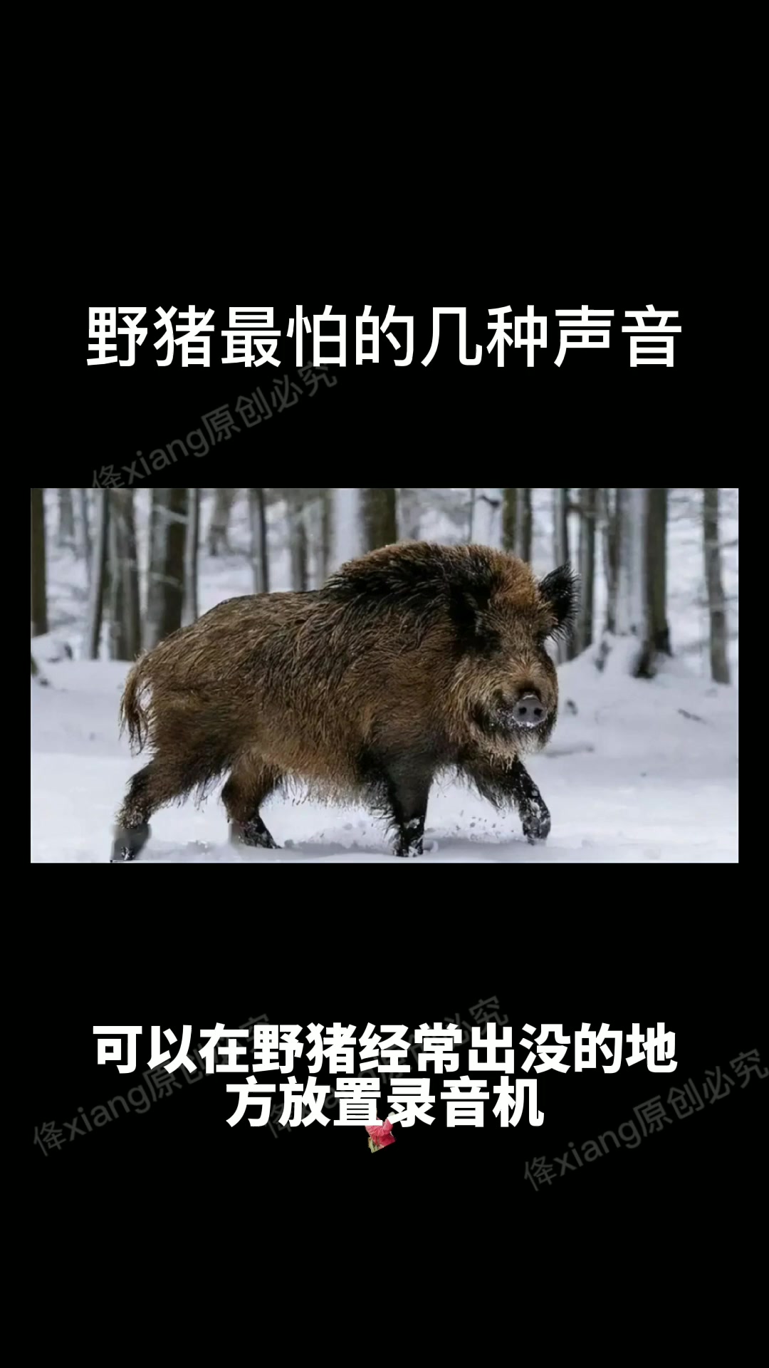 野猪最怕的几种声音