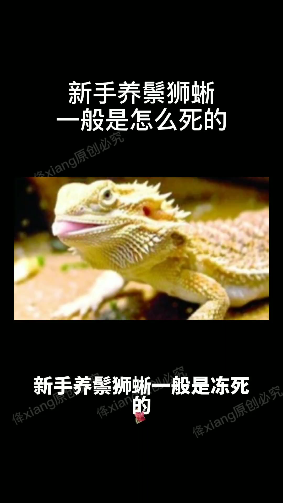 新手养鬃狮蜥一般是怎么死的