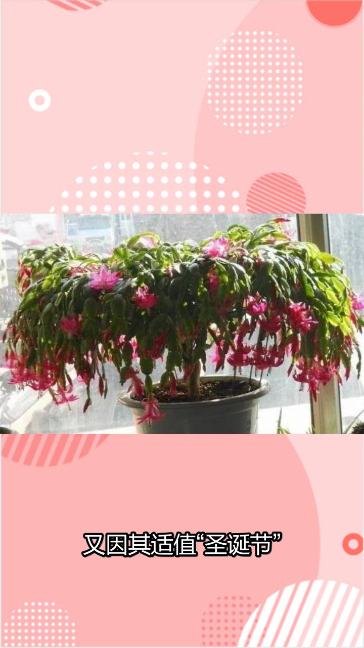 洋琼花蟹爪兰一品红哪个好?