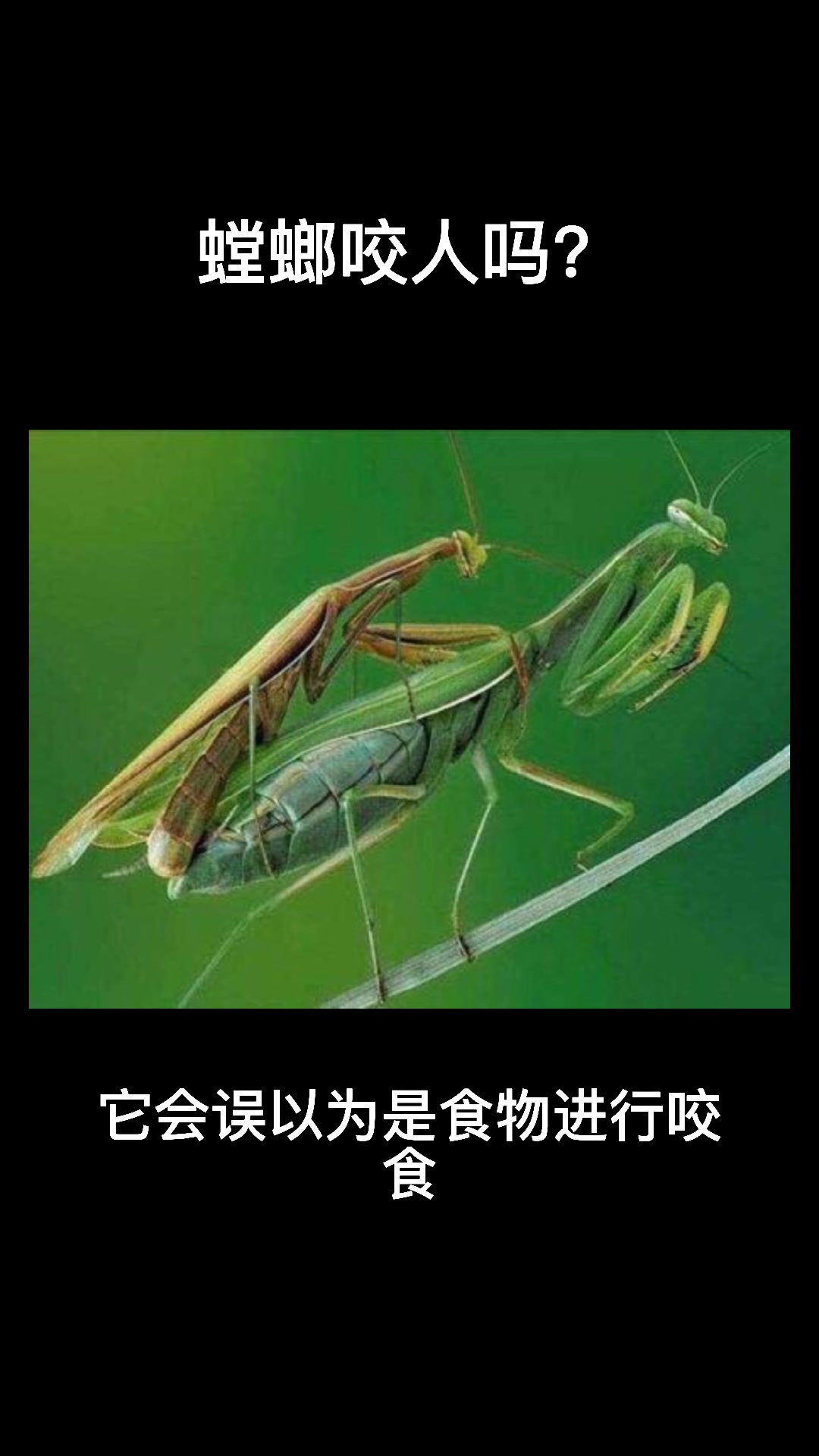 螳螂咬人吗?