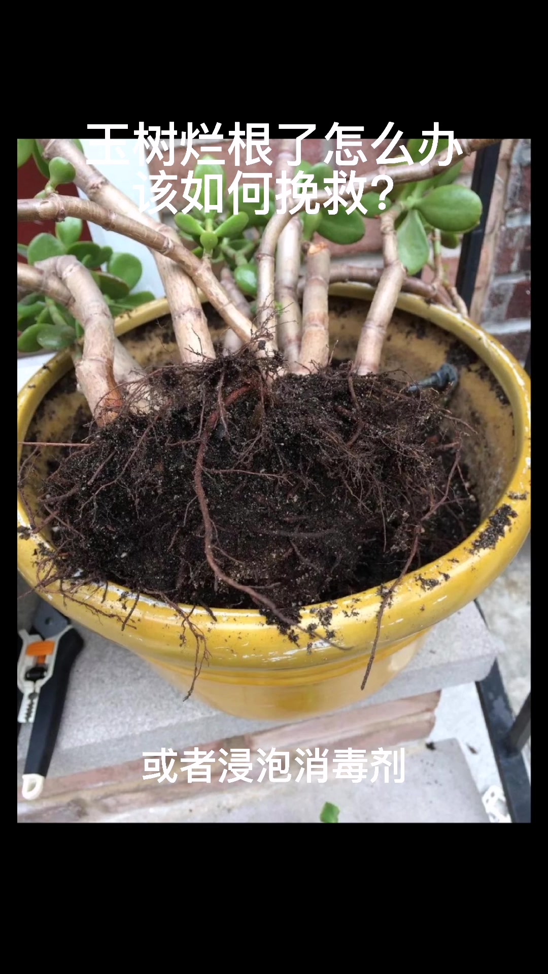 玉树烂根了怎么办该如何挽救?