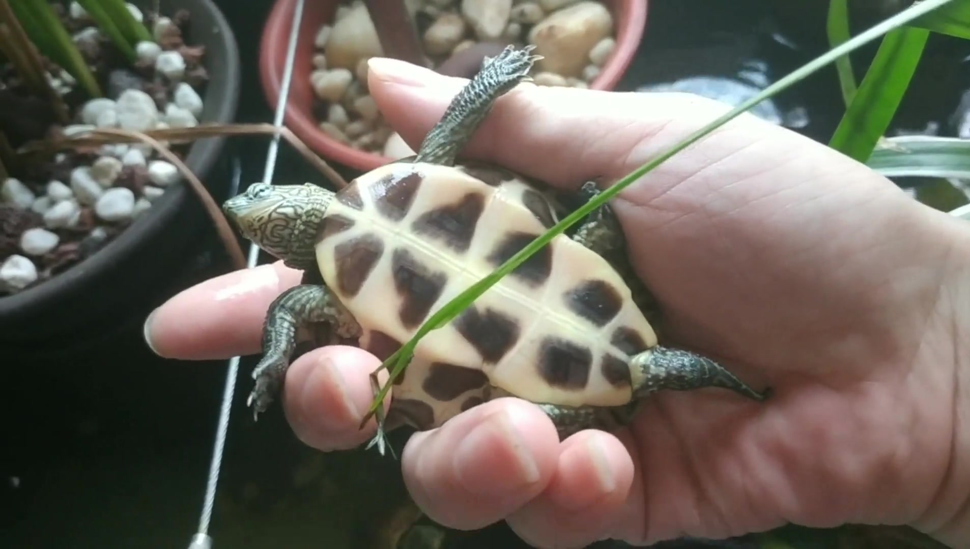 花龟杂有几种呢?