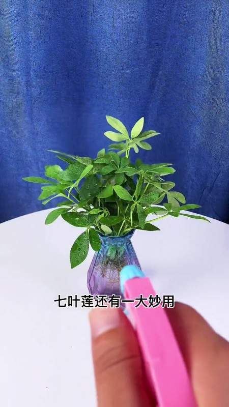 七叶莲的水培方法和注意事项